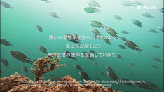 実は生き物いっぱい!?神戸の海